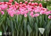 Tulipa Voque ® (2)